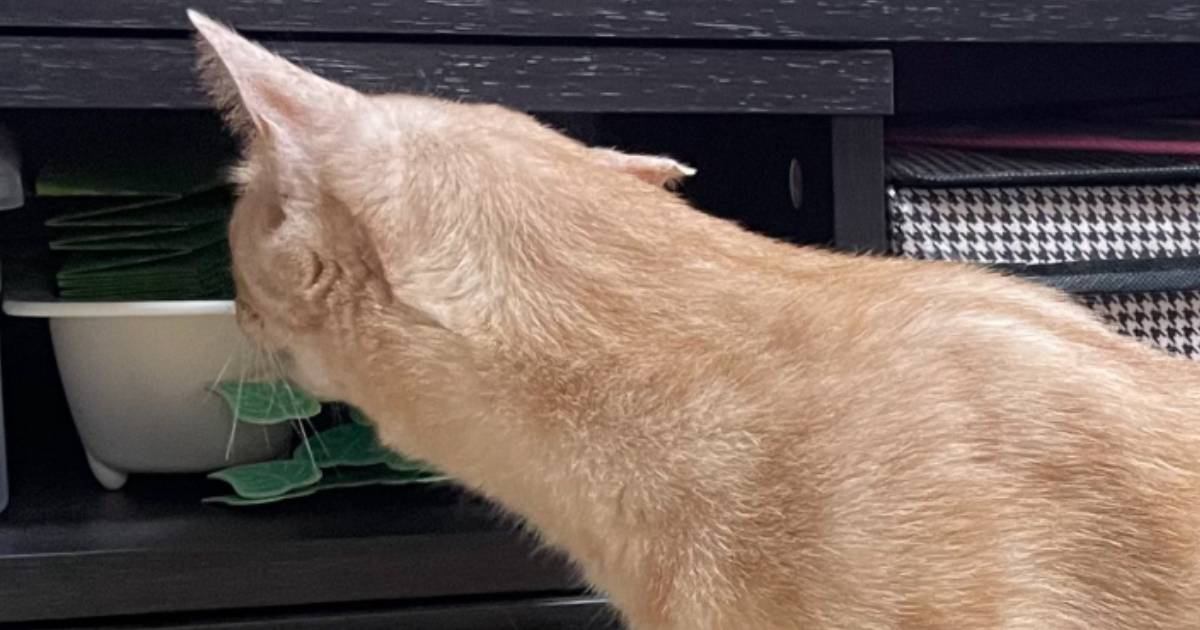 腰が引けた猫→『首から先』を見てみたら…あまりにも違う生物に見える『笑撃の光景』が64万5000表示「モンスター感ある」「東京都みたい」