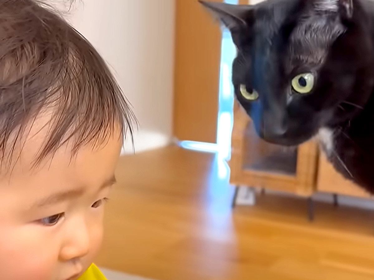 赤ちゃんのことが大好きな兄猫→『つかまり立ち』ができるようになったのを見た瞬間…まさかの『愛にあふれた行動』に「優しいお兄ちゃん」