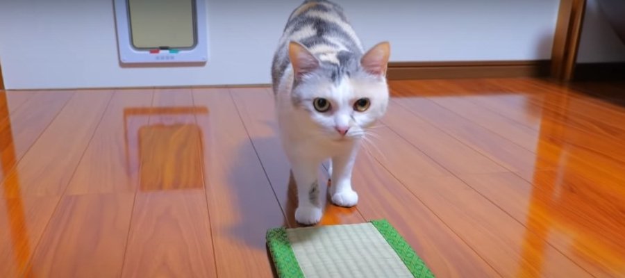 あら不思議！猫ちゃん専用の空飛ぶ絨毯？！