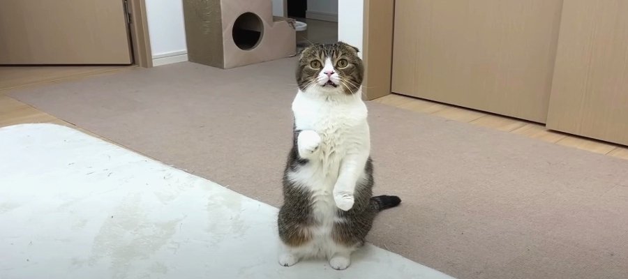 飼い主さんを呼ぶパパ猫さん！息子猫くんがしていたこととは？