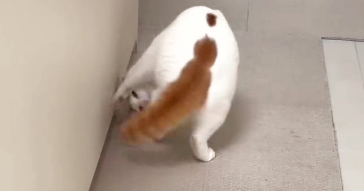 ３連続で前転を披露する猫…あまりにも『綺麗な動き』がスゴすぎるとSNSで反響「おもしろかっこいい」「笑いが止まらないｗ」「身体能力高い」