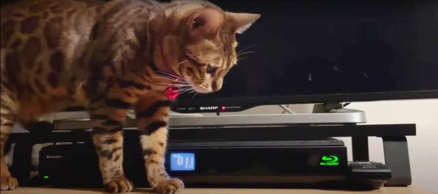 DVDレコーダーを開けたいにゃ！朝も夜も諦めない猫さん