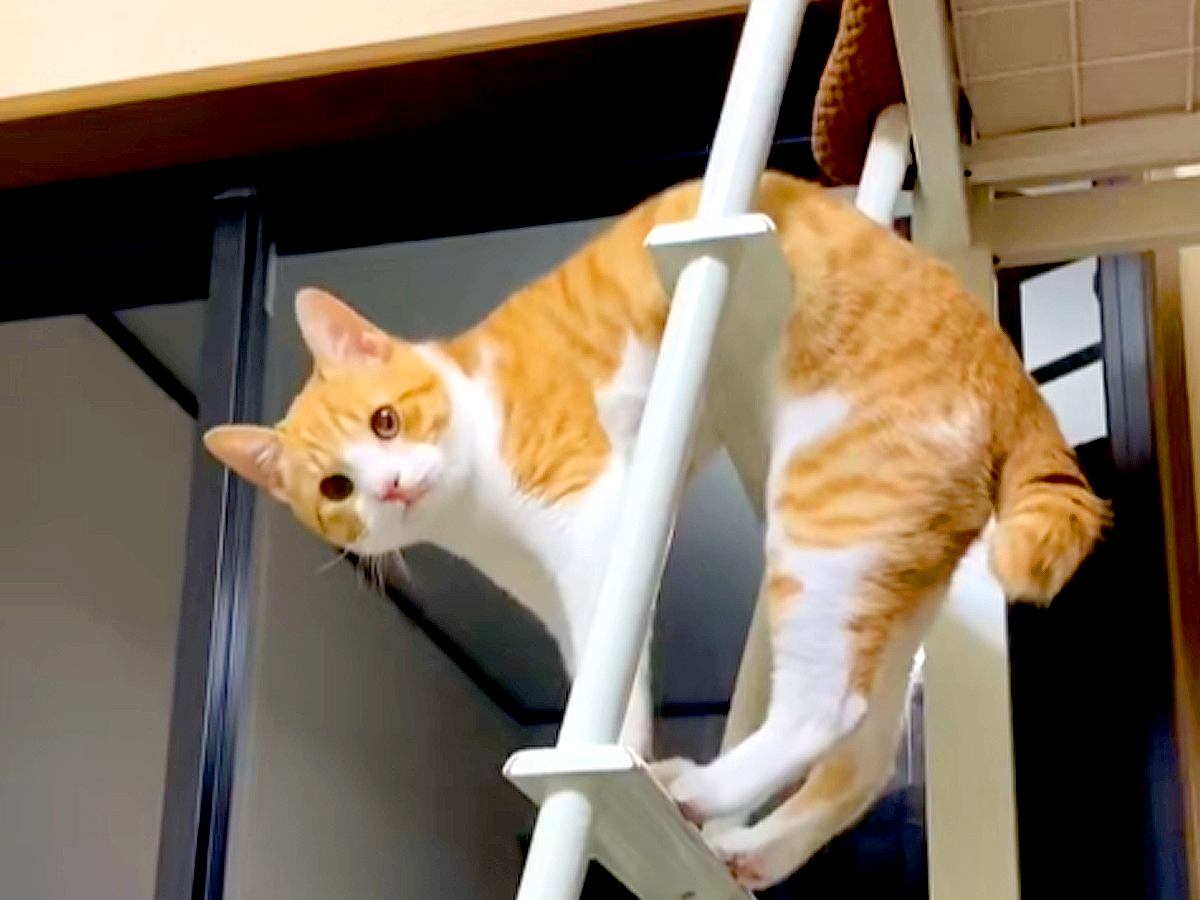 ハシゴから降りられない猫→観察してみたら…あまりにも愛おしい『困惑する様子』が50万再生「試行錯誤してて可愛い」「干されてるみたい」