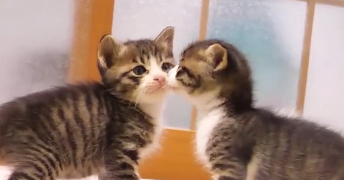 2匹の保護子猫→1匹がママの『膝の上』で甘え始めると…キュンとくる光景が19万再生「優しい気持ちになった」「なんて天使なんだろう」