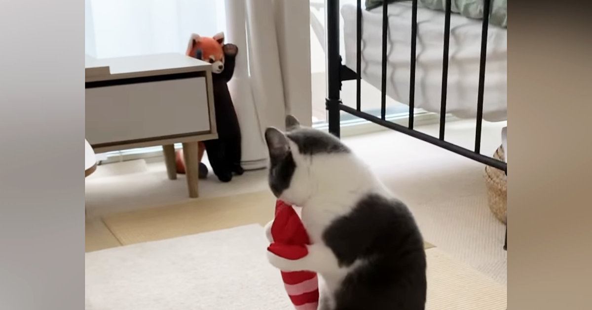 エビのぬいぐるみで遊んでいた猫が『レッサーパンダのぬいぐるみ』に気づいた次の瞬間…まさかの光景に「ドラマチックｗ」「運命の出会いｗ」
