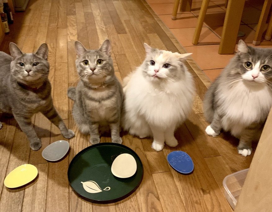 猫が『集会』を開く３つの理由。参加条件や開催時間に迫る！