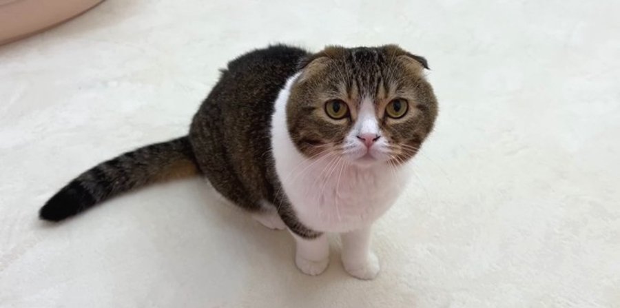 「大丈夫？」ママさんを心配するやさしい猫くん