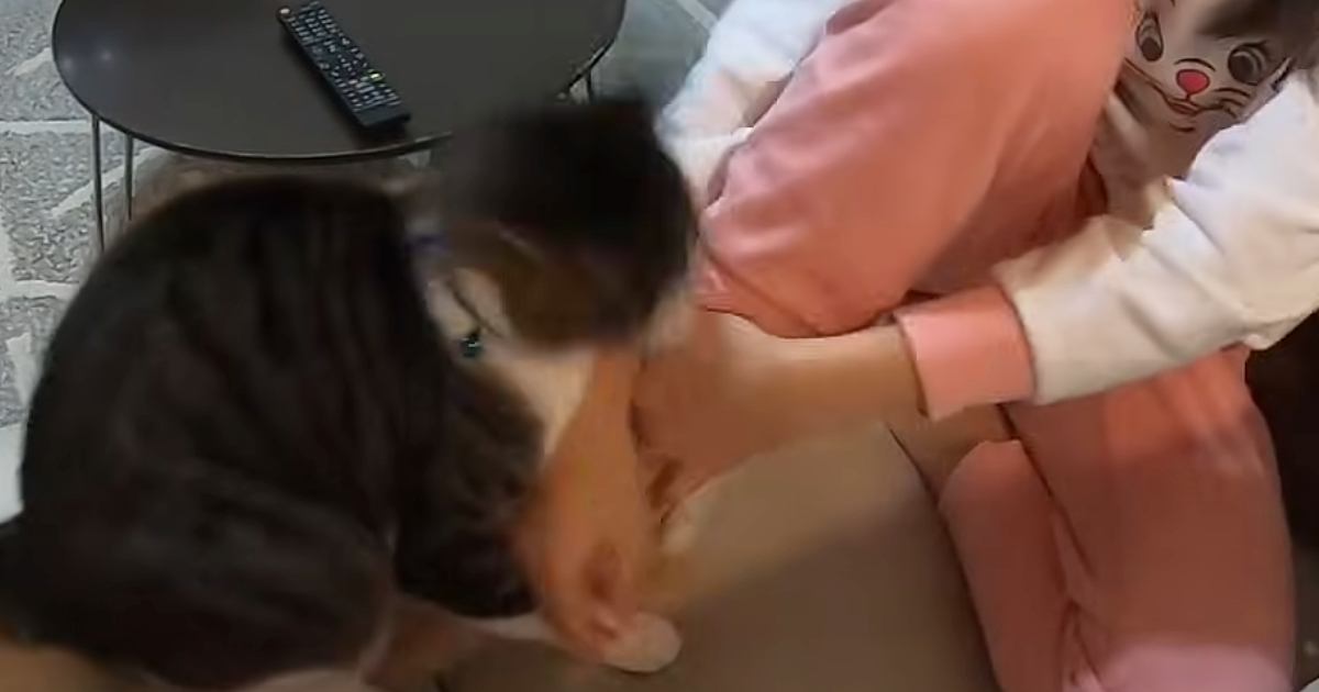 ひとりぼっちでお留守番をしていた猫→家族が帰ってくると…思わず笑ってしまう『可愛い行動』に反響「甘えてるんだｗ」「激しいね」