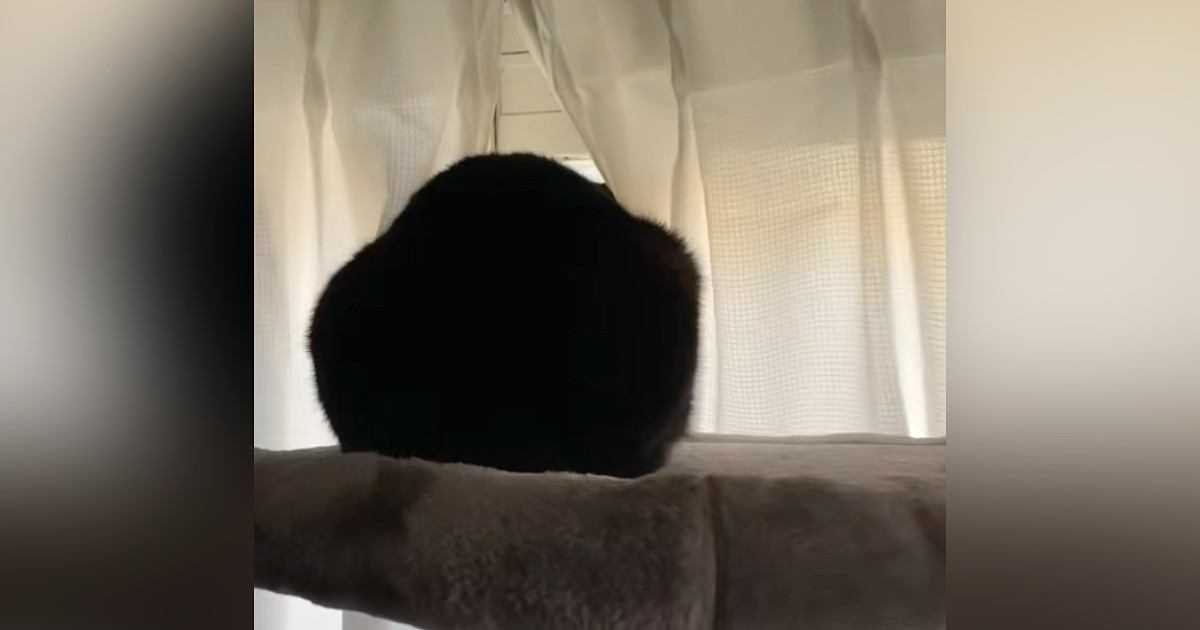 帰宅後、窓の外を眺める猫に声をかけてみると…想像以上に『可愛すぎる反応』が775万再生「ふぇｗｗ」「相当待っていた様子ｗ」