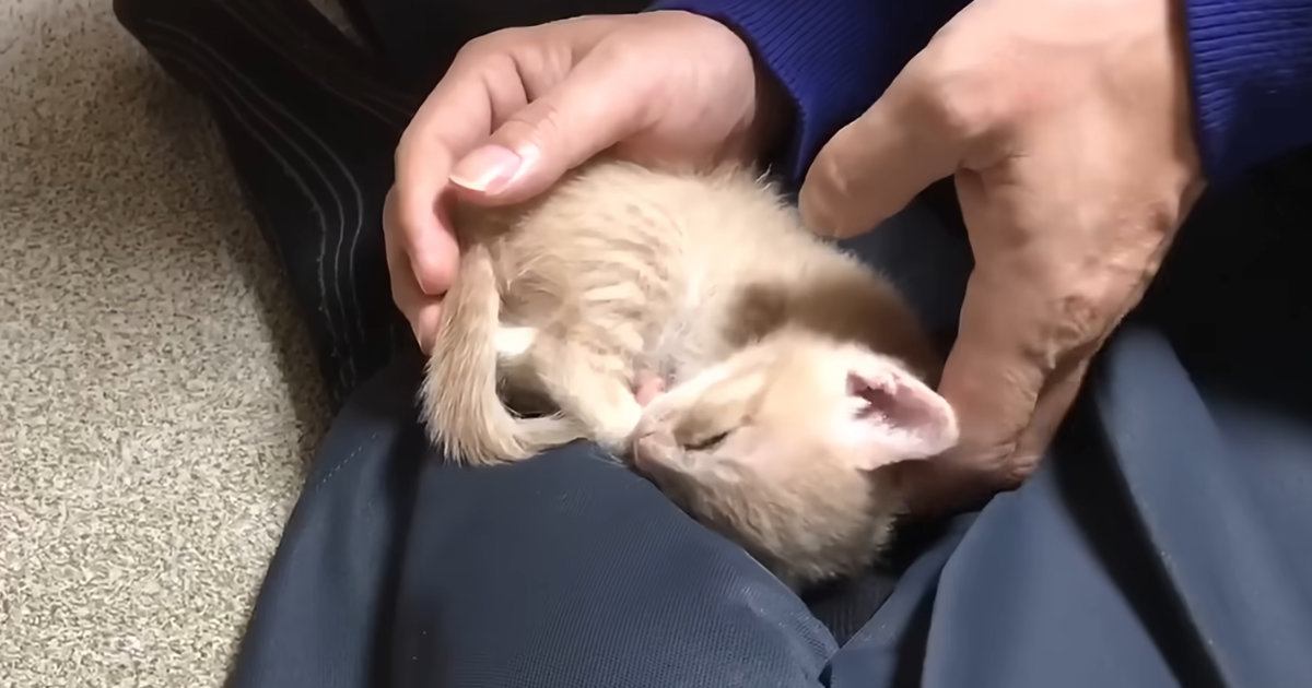 膝の上で寝ていた子猫→そっとおろされると…4700万再生された『涙が出るほど尊い光景』に「何でも頑張れそう」「大号泣する自信ある」