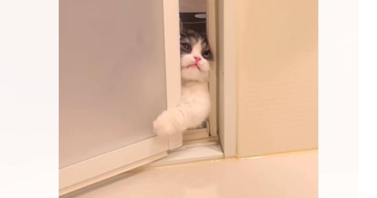 長風呂をしていたら、『待ちきれなくなった子猫』が…あまりにも可愛すぎる光景が165万再生「眺めていたくなるねｗ」「食べたくなった」