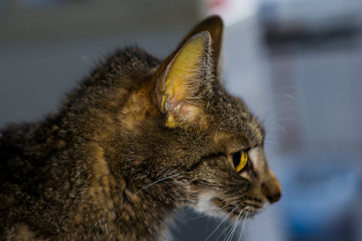 猫には危険な『肝リピドーシス』最悪死に至る肝疾患、気になる症状や原因を解説
