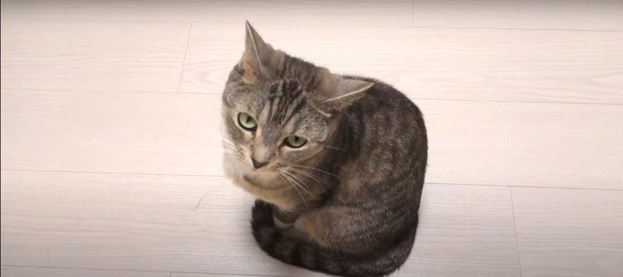 大きめの地震発生！その場で固まったままユラユラ揺れる猫ちゃんたち