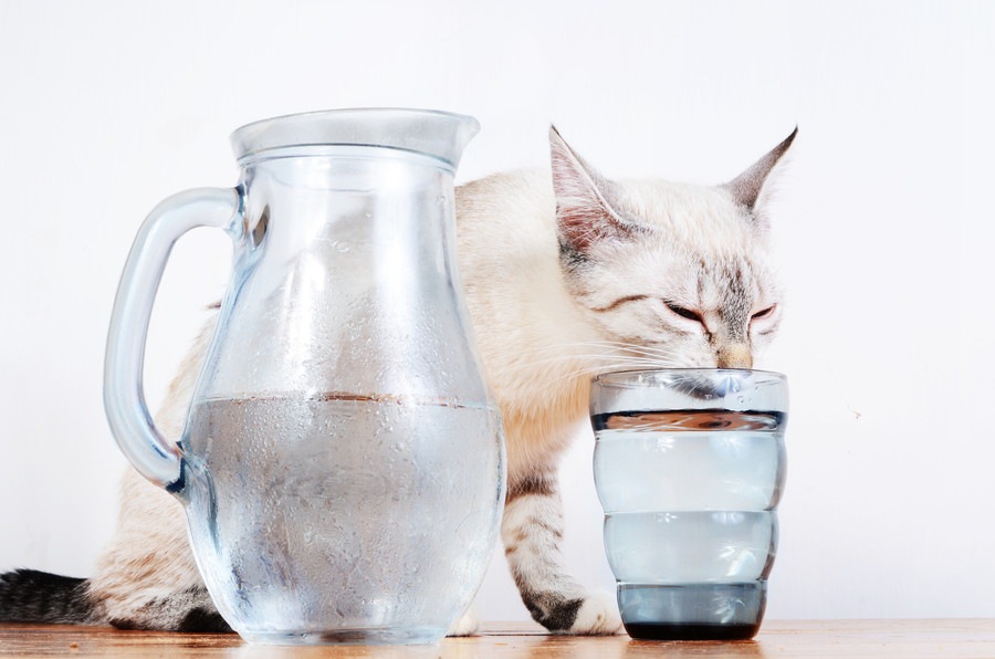 こんな症状が出たら要注意…猫の膀胱炎について