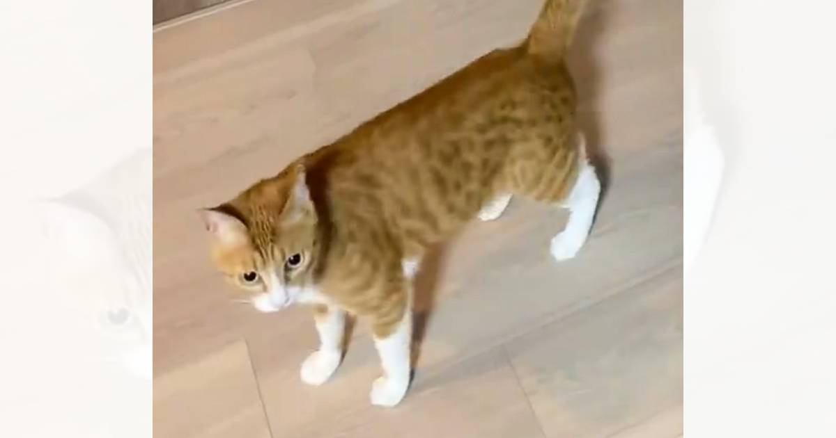 かくれんぼをして遊ぶ猫を撮影していたら…「す、すごい」「初めて見た！！」あまりにも『貴重な瞬間』を捉えた様子が280万表示