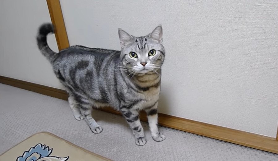 可愛い猫ちゃんの１日