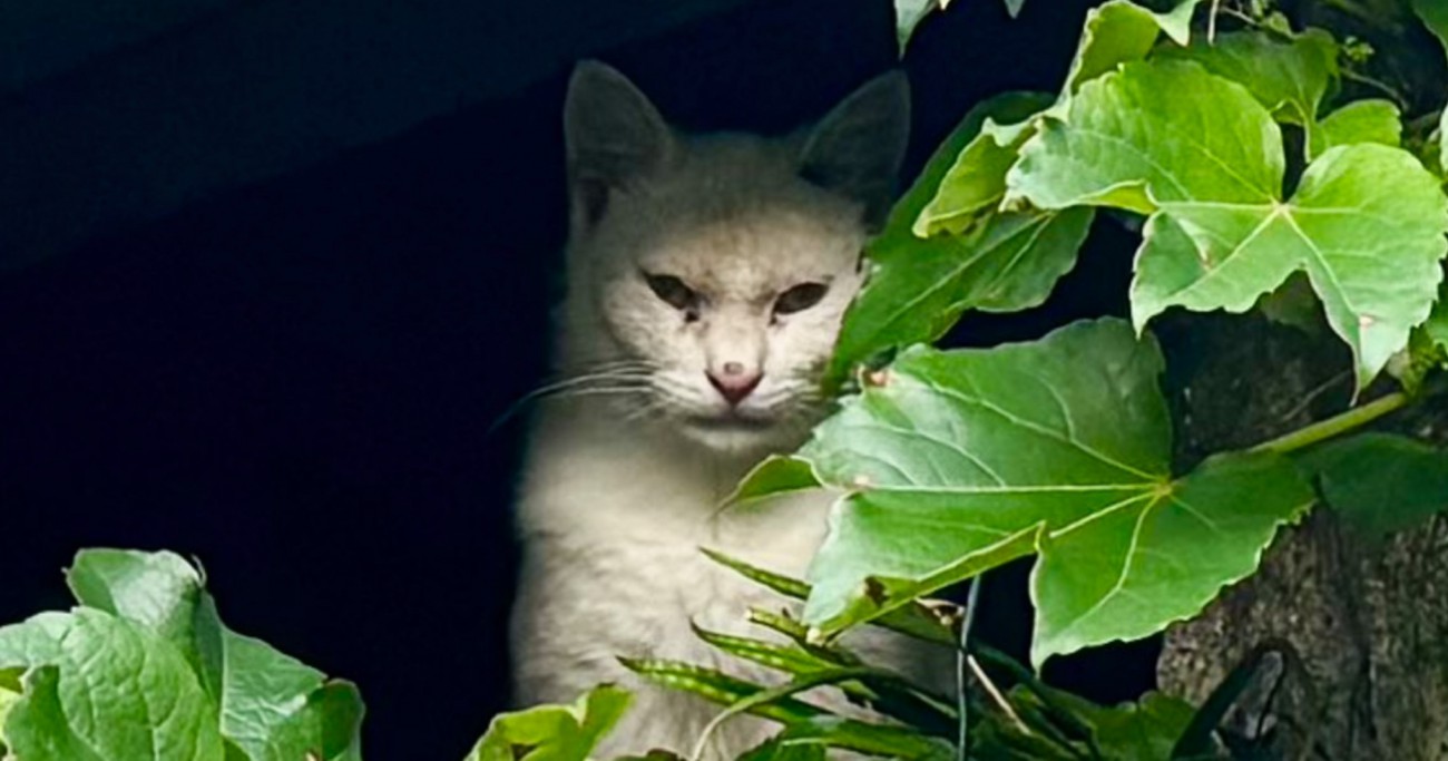 目がつり上がって険しい表情をしていた猫→保護して10日ほど経つと…想像を超える変化が泣けると51万表示「別猫すぎる」「安心したんだね」
