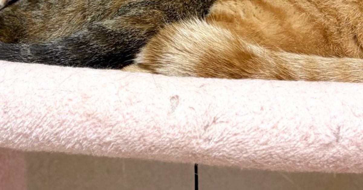 キャットタワーでくつろぐ『仲良しな兄妹猫』→まさかのポーズに「めっちゃ可愛いｗ」「連結できるタイプのおもちゃ」と16万表示
