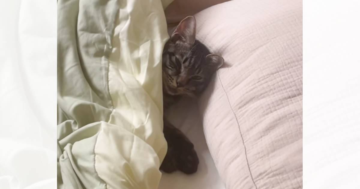 シャワーから戻ったら、『ベッドに入っていた猫』→しゃべり始めて…とんでもなく可愛すぎる光景が139万再生「心臓ぶち抜かれた」「ため息でた」