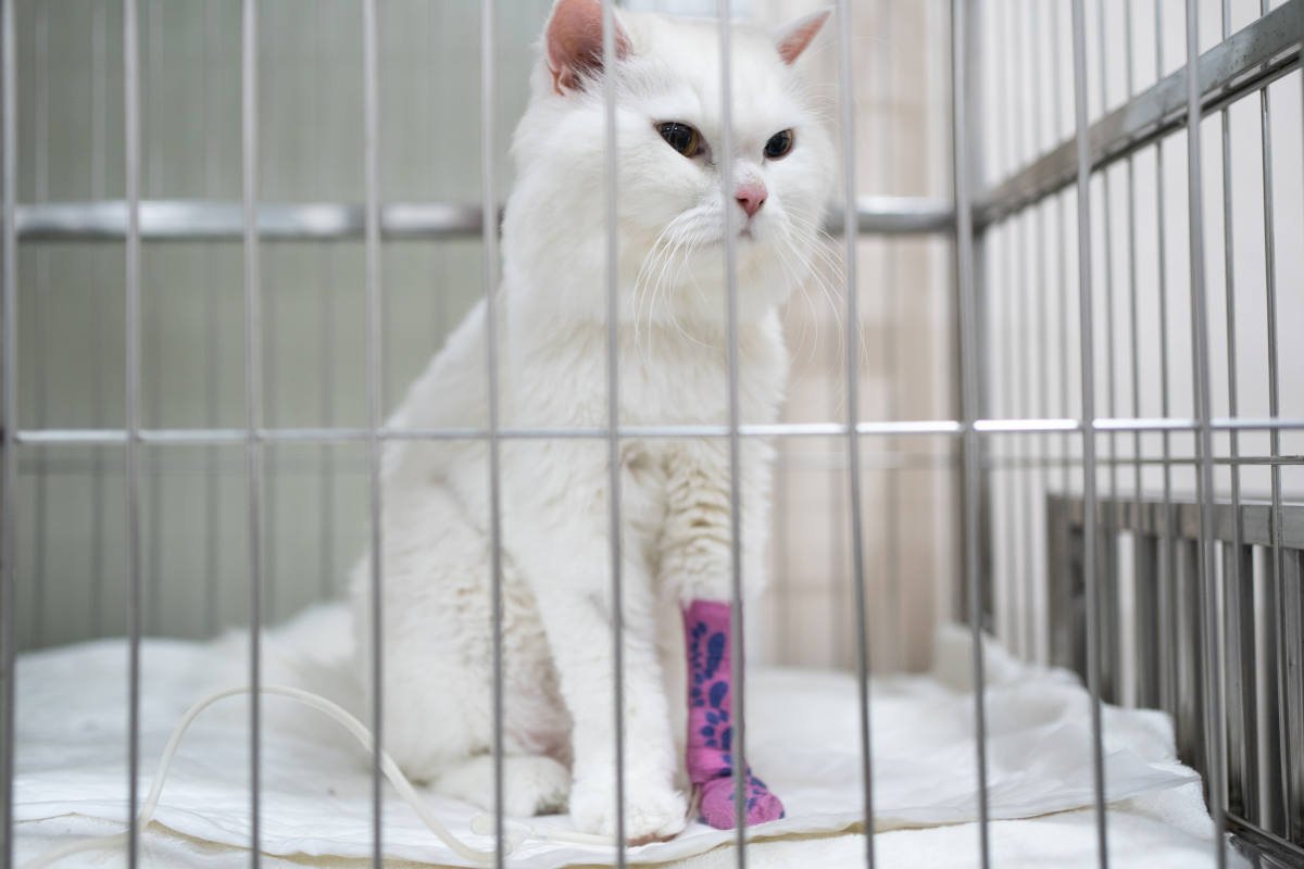 猫に『入院』が必要になるシチュエーション3選　検査や治療…預けるときの注意点も
