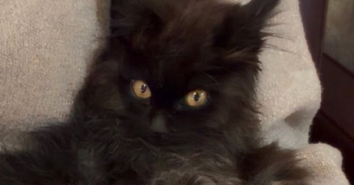 獣医さんに『懐くのに時間がかかるかも』と言われた元野良猫…翌日の『まさかの光景』に２万いいねの反響「かわいいｗ」「お幸せに」