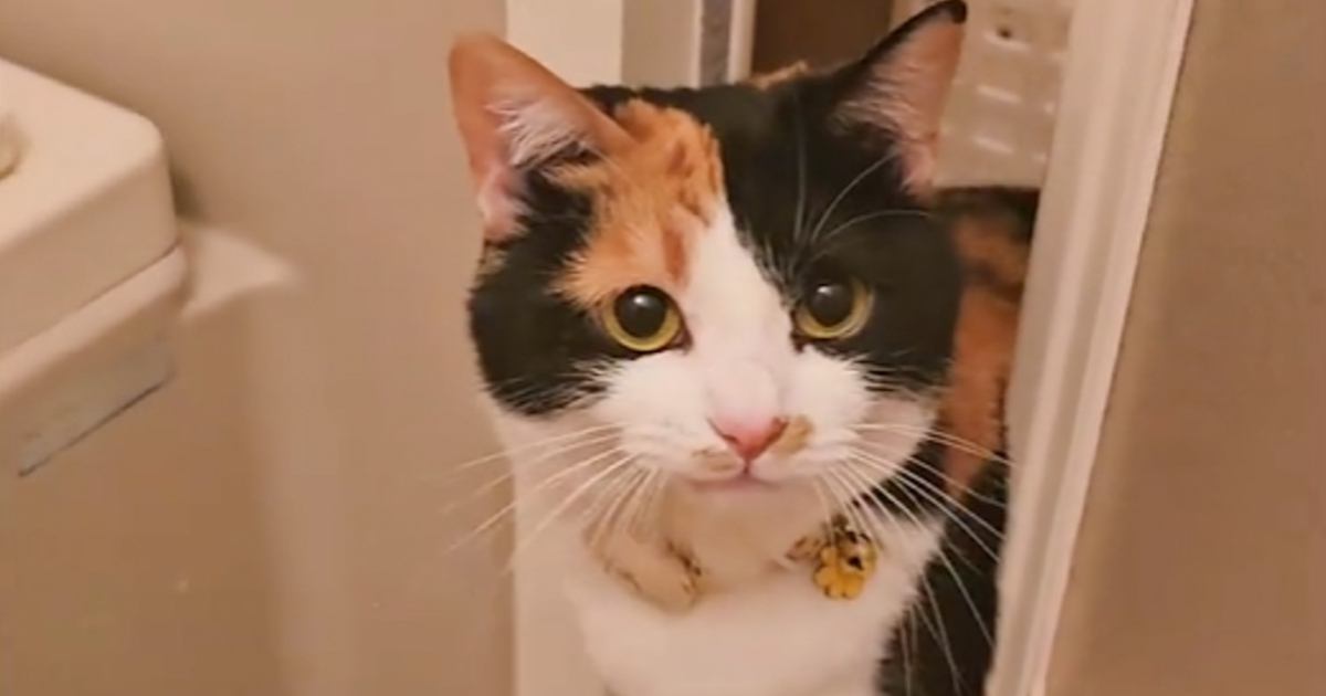 飼い主さんがお風呂に入っていると、猫が心配して…まさかの『尊すぎる行動』が22万再生「本当にかわいい」「溺れちゃうと思ってるのかなｗ」
