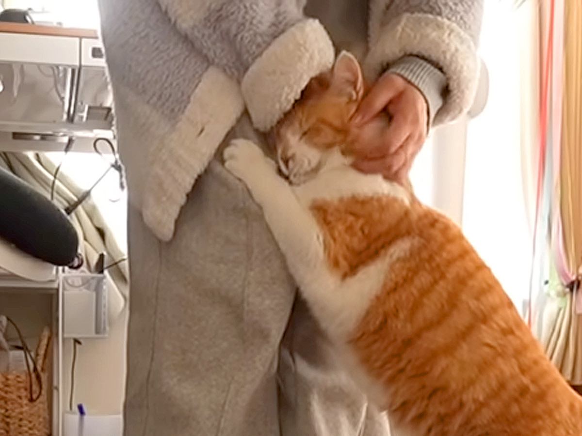 甘えん坊の元野良猫→作業中のママに…かまってほしくて見せた『悶絶級の行動』が29万再生「ほんとに相思相愛なのね」「なんて素敵な日常」