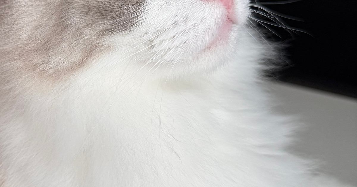 ふわふわの毛並みが愛らしい猫、目元をアップで見てみると…まるで宝石のような光景に「吸い込まれそう」「めっちゃ綺麗」と絶賛の声