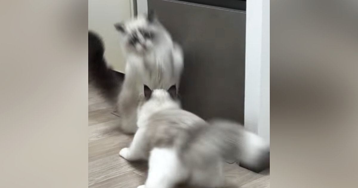 『急に飛び出してきた同居猫』に…慌ててジャンプした猫の『まさかのポーズ』に爆笑の声「飛び方がバンジージャンプｗ」「めっちゃ笑った」