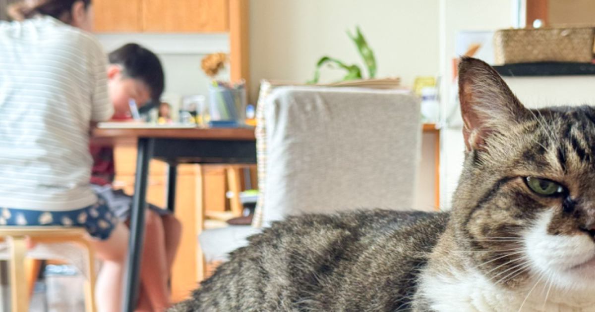 『座る場所を奪われた猫』の様子を見てみたら…まさかの『顔』に笑っちゃう人が続出「目つきが最高に可愛い」「アニメに出てきそう」と2万いいね