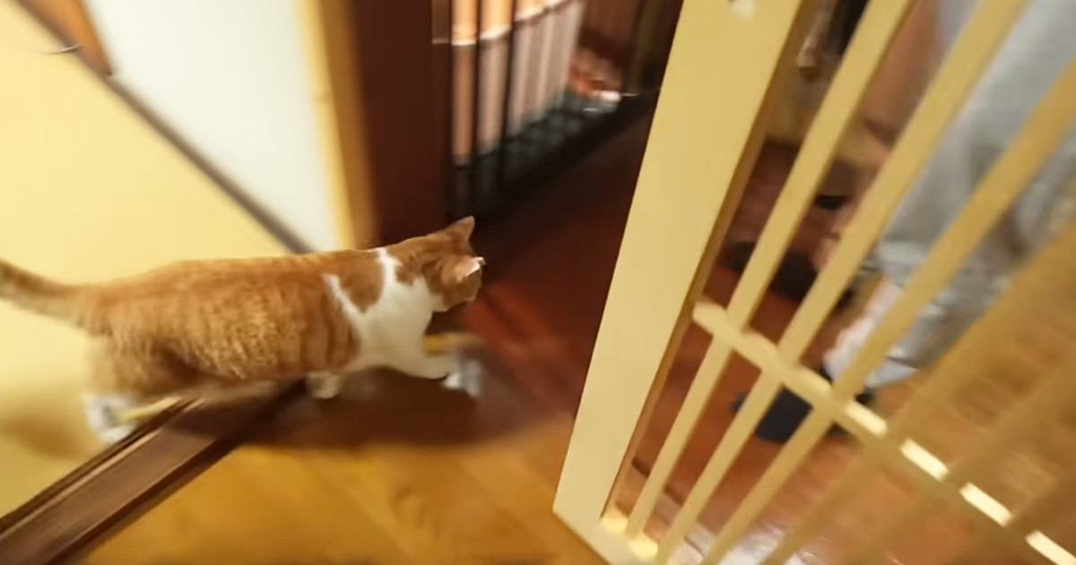 普段は"お父さんに塩対応な猫"→お父さんが旅行に行ったら…まさかの展開に涙が出ると80万再生「努力が報われた日」「泣いてしまった」
