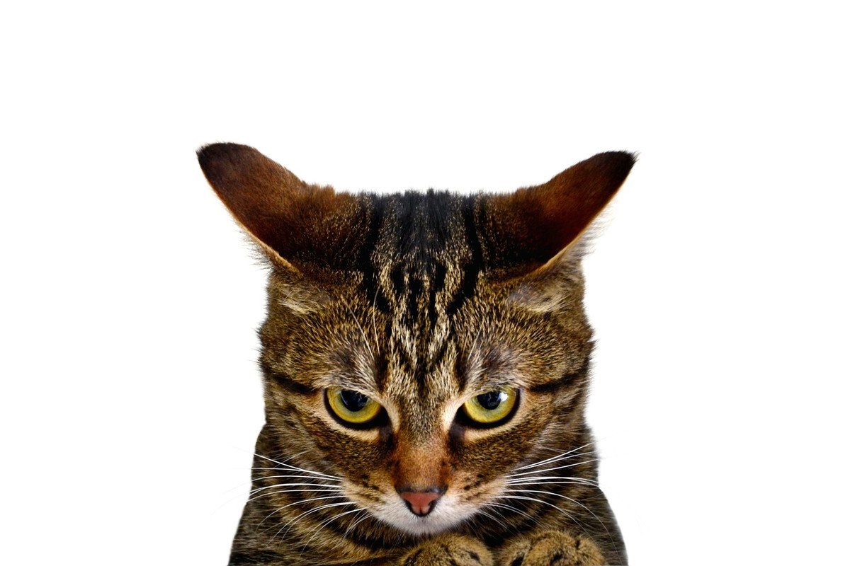 猫のお耳がぺたんと倒れた『イカ耳』に秘められた3つの気持ち　必ずしも不機嫌とは限らない！