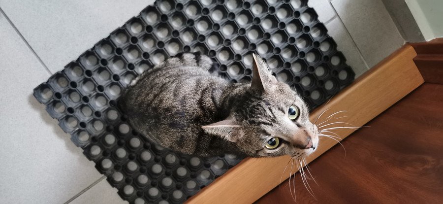 新居に引っ越した家族が見つけたのは、玄関前でじっと待つ猫　その秘密は一体…？