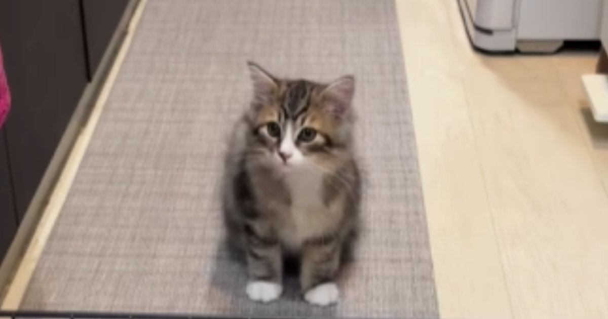 猫がキッチンに入れないよう『柵を設置したパパ』→『高さ』を見ると…まさかの光景が192万再生「パパ可愛いｗ」「なめてるねｗ」と大爆笑