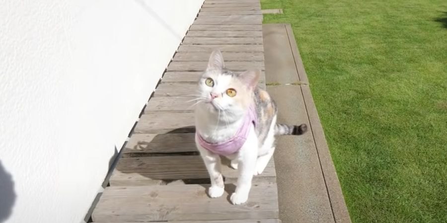 お庭でキャンプ！猫ちゃんが見つけたものとは？