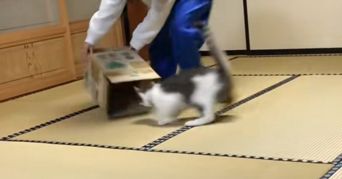 ダンボール箱の中でくつろいでいた猫→飼い主さんが『イタズラ』をしかけた結果…つい笑っちゃうやり取りに「なんの遊びｗｗ」「かわいいｗ」