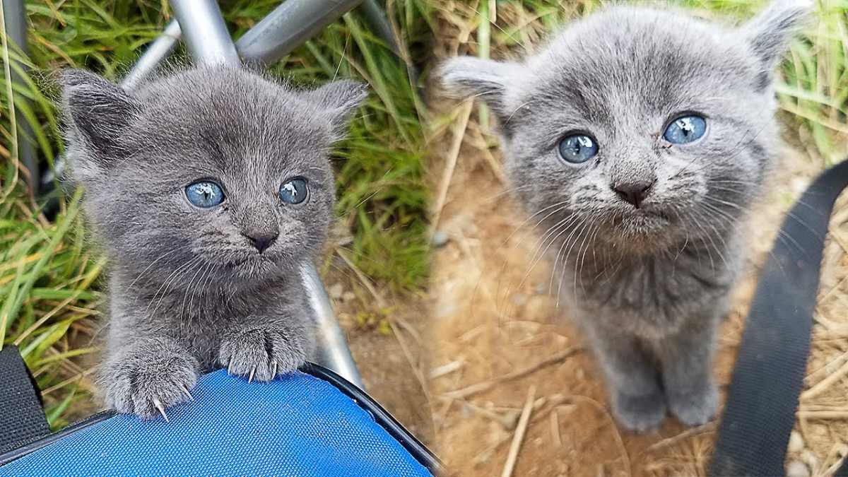 釣りを楽しむ男性のもとに子猫が…保護され美しい成猫に成長♡