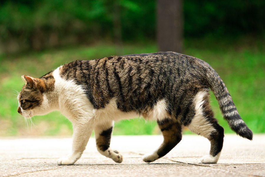 猫がしっぽを下げている時の心理４選！体調が悪い可能性も…？