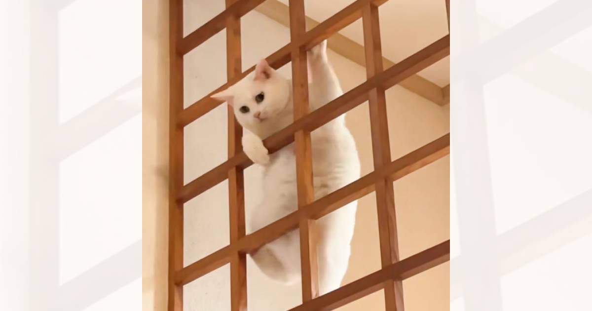 格子の上を見たら、猫が…飼い主さんが吹きだした『まさかすぎる光景』が406万再生「何がしたいんだｗ」「ジャングルジム思い出したｗ」