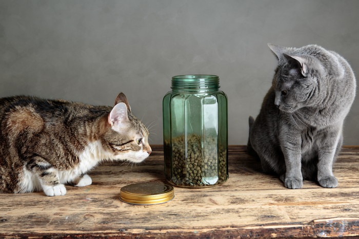 猫の流動食の選び方と与え方について