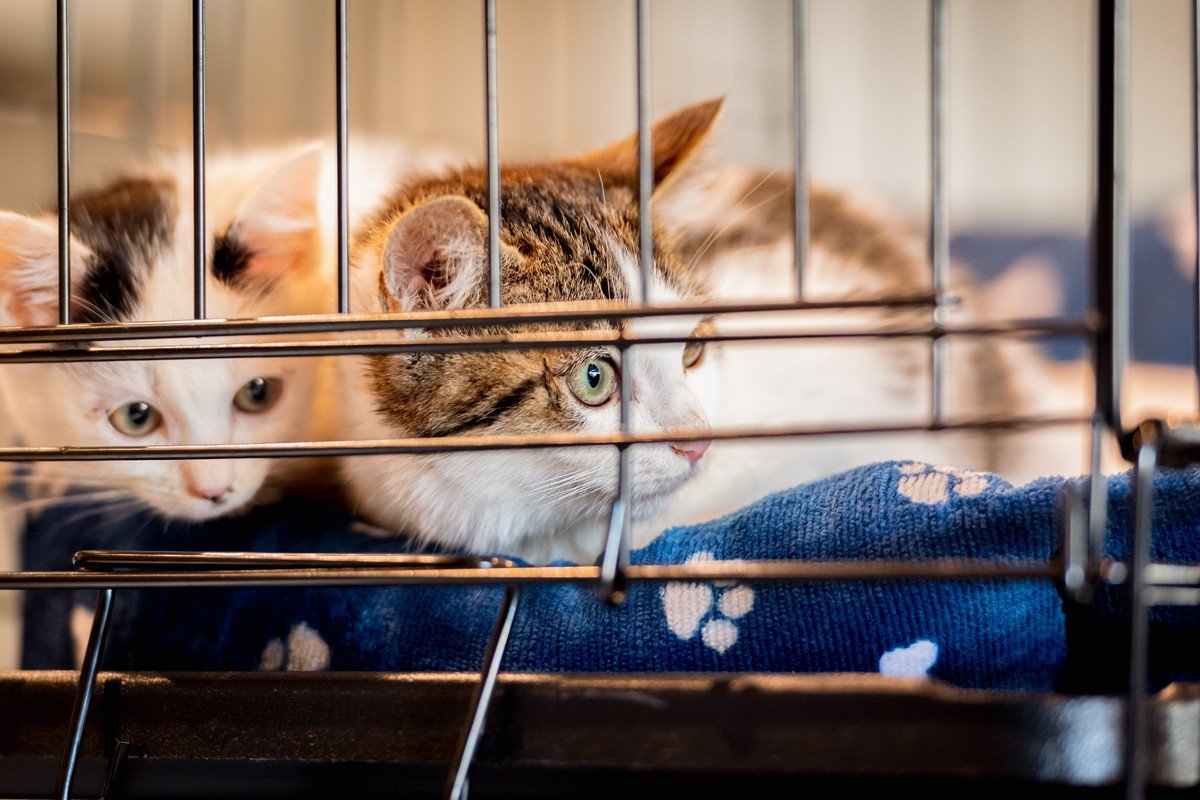猫を『保護』したらすべきこと3つ　必要な準備や注意ポイントも解説