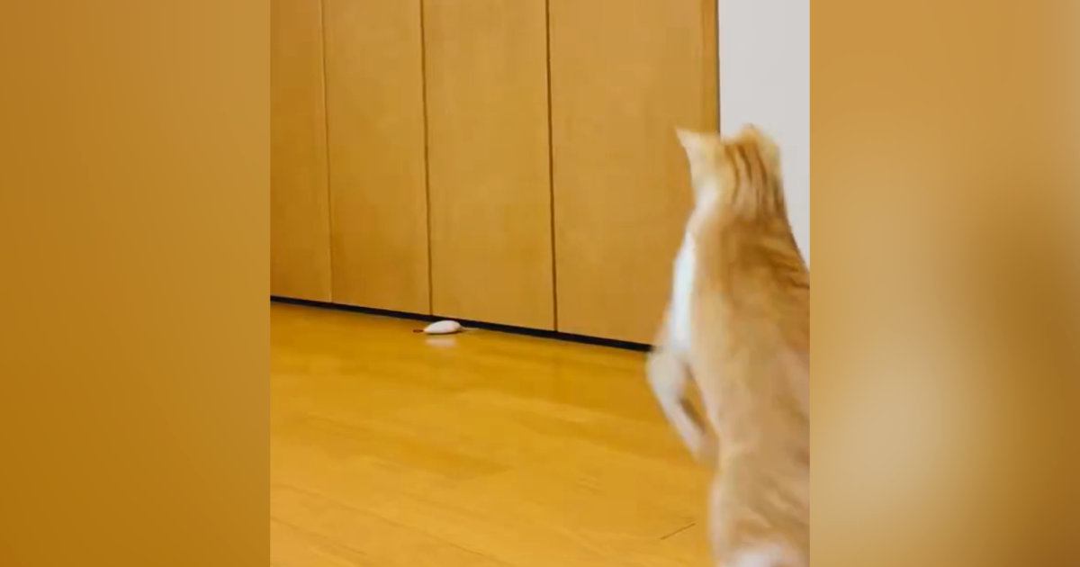 猫の前で『おもちゃ』を投げると…次の瞬間→とっても楽しそうな『可愛すぎる光景』に「行きも帰りもたまらん」「ヒャッホーイｗ」と30万表示
