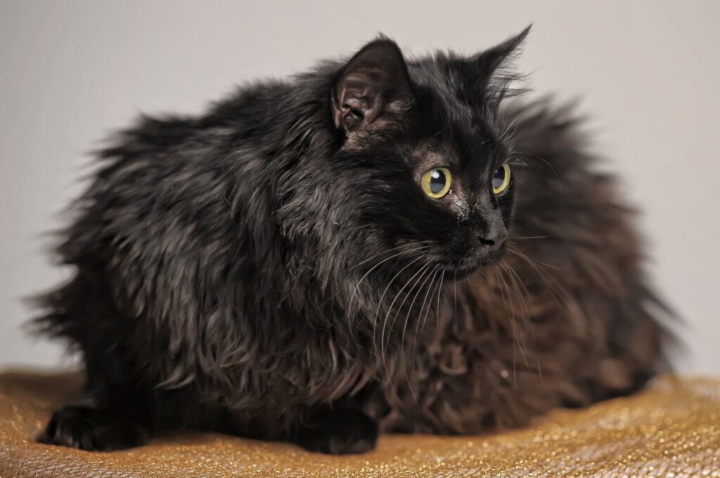 【獣医師監修】シャンティリーってどんな猫？猫種の性格や飼う前の注意点・価格相場まで徹底解説
