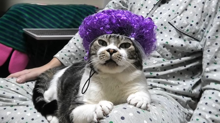 大阪のおばちゃんもびっくり？パーマが似合いすぎる猫さん