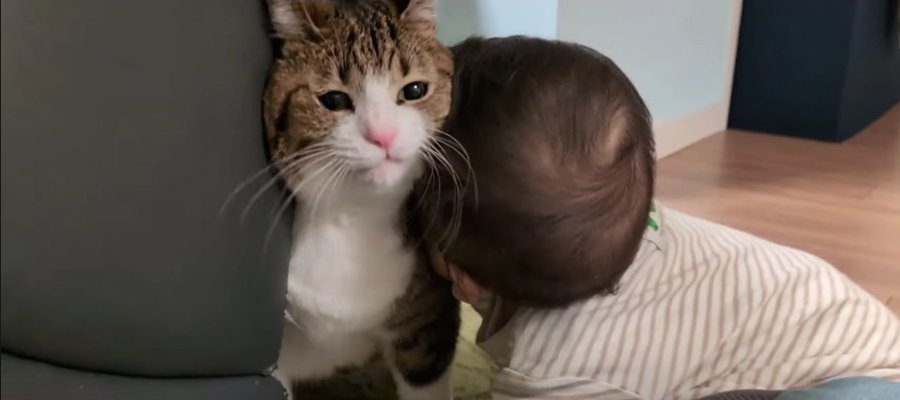 赤ちゃんから熱烈アプローチを受ける猫さん！ついに猫パンチ炸裂…！？