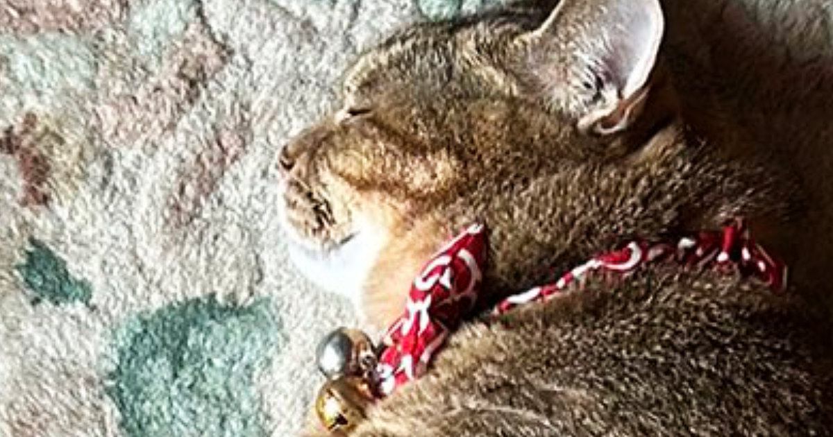 『レイアウト考えて寝てるのかな』→玄関マットの上にいる猫を見たら…まさかの光景に「完璧でした」「すてきなタペストリー」と211万表示