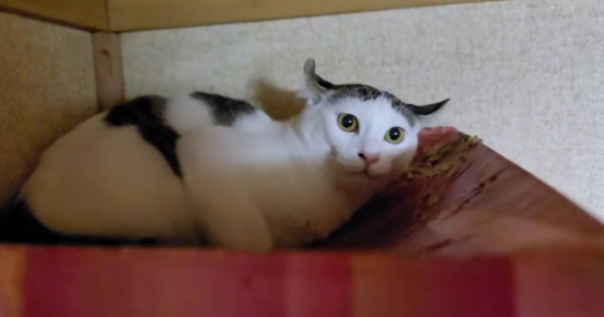 実家に預けた猫→４日後に迎えにいった結果…飼い主を見たときの『思わぬ反応』が泣けると202万再生「寂しかったんだろうね」「可愛すぎる」