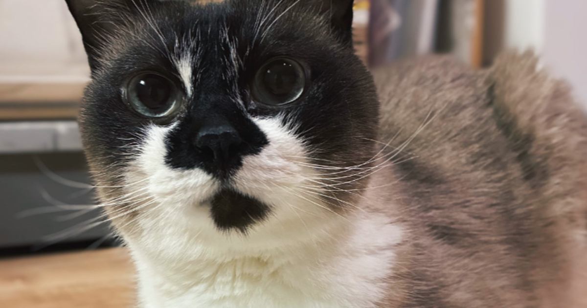 水飲み場のまえにいる猫→飲むのかなと見ていたら…予想外の『可愛すぎる行動』に2万8000いいね「涼んでいるのかな」「やるよねｗ」