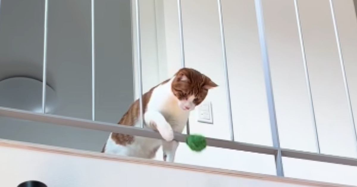 2階にいる猫が1階にいる飼い主と『キャッチボール』…賢すぎる『遊びの様子』に「素晴らしい」「前世は犬だったのかな」「すごい」と反響