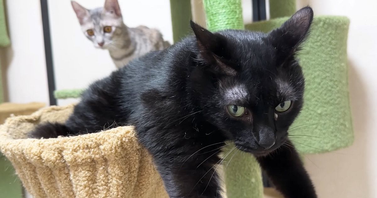 ハンモックでくつろぐお兄ちゃん猫→子猫がやってくると…微笑ましすぎる光景に「だいぶ積極的で笑ったｗ」「大好きなんだねｗ」と反響